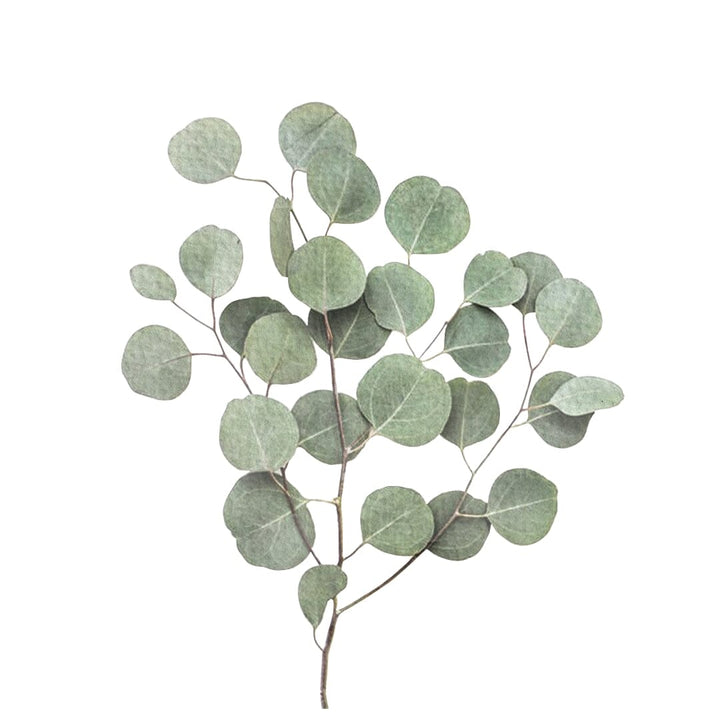Bulk Premium Herbs Herbal Goodness Eucalyptus Leaf 8oz 