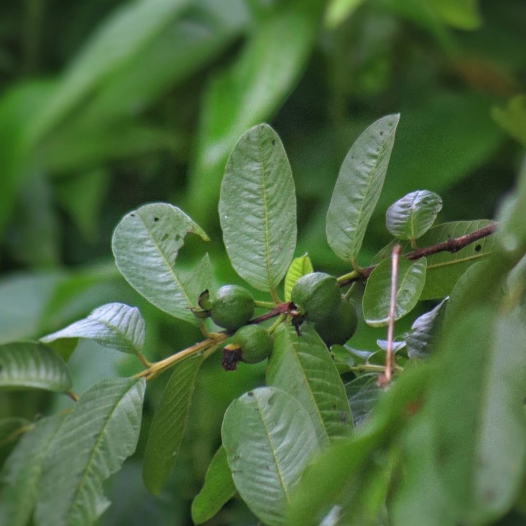 How Metabolic Boosters Work - Guava Leaves | Herbal Goodness
