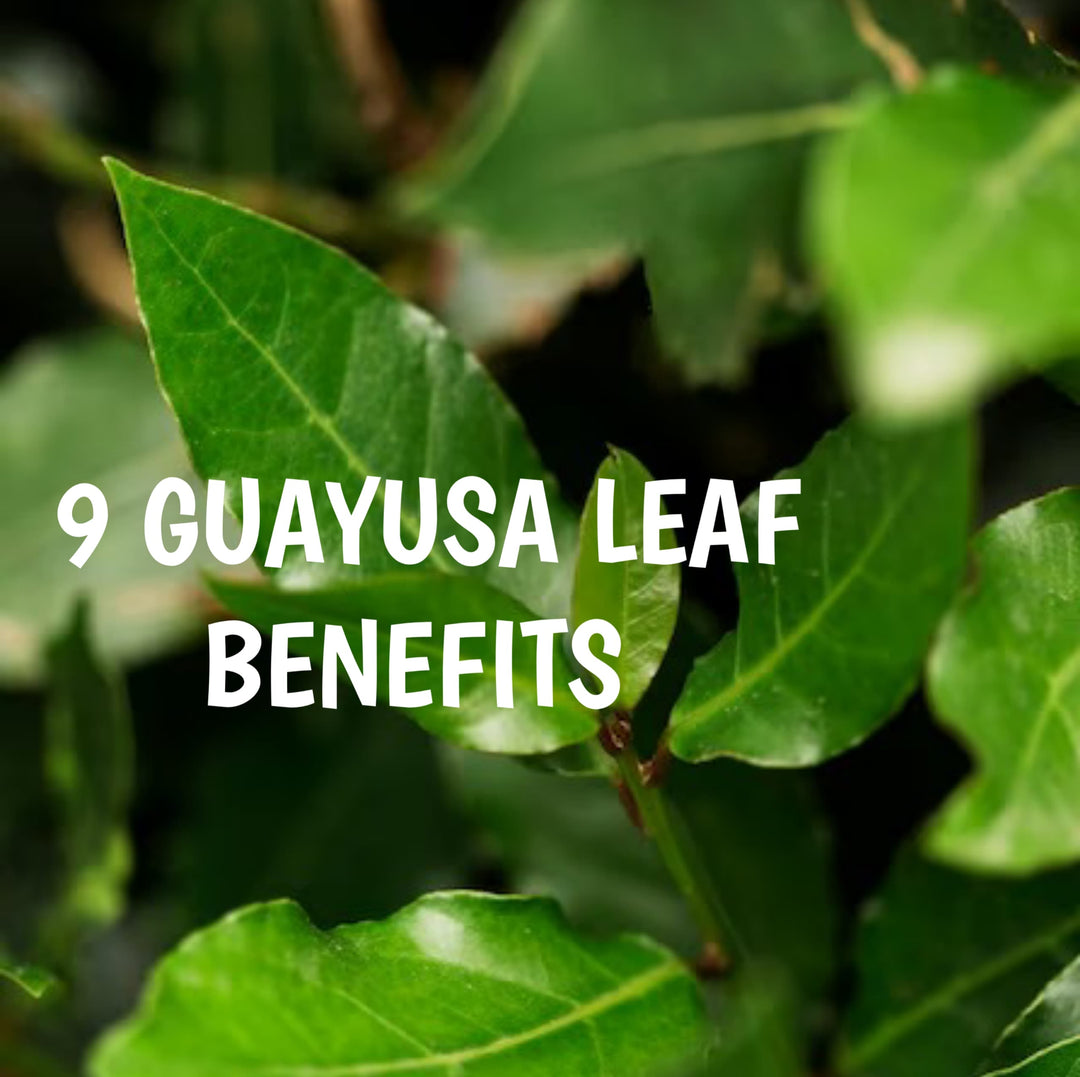 9 Impressive Health Benefits of Guayusa You Didn't Know | Herbal Goodness