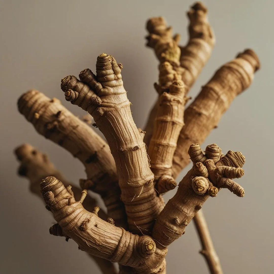 Ashwagandha: The Ancient Herb for Modern Wellness