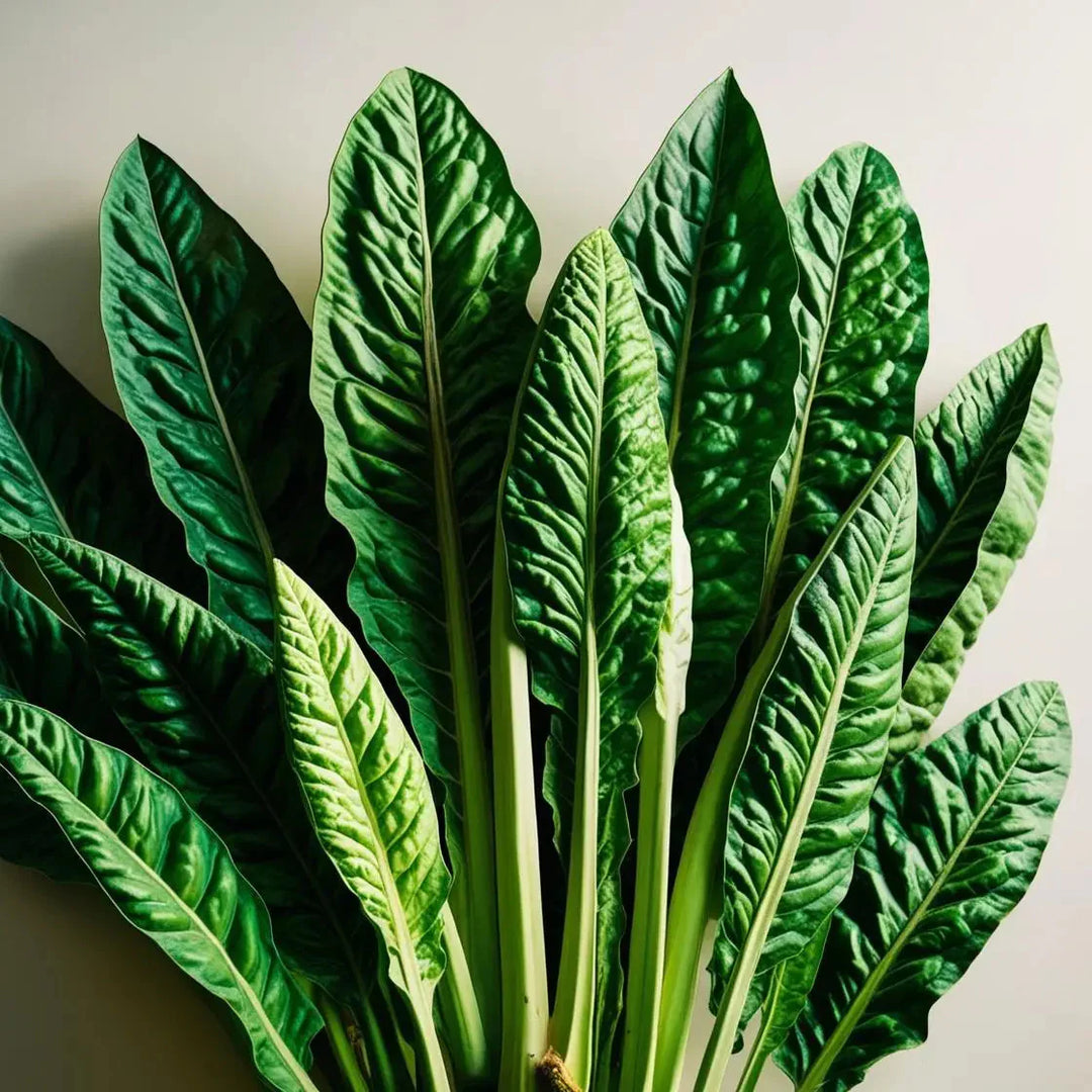 Benefits of Papaya Leaf in Detox