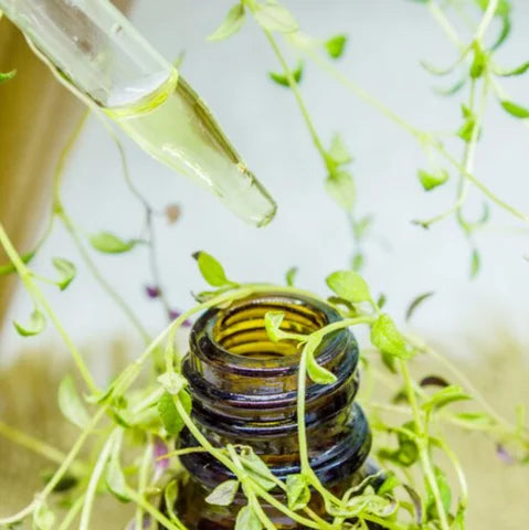Botanical Ingredients for Supporting Energy