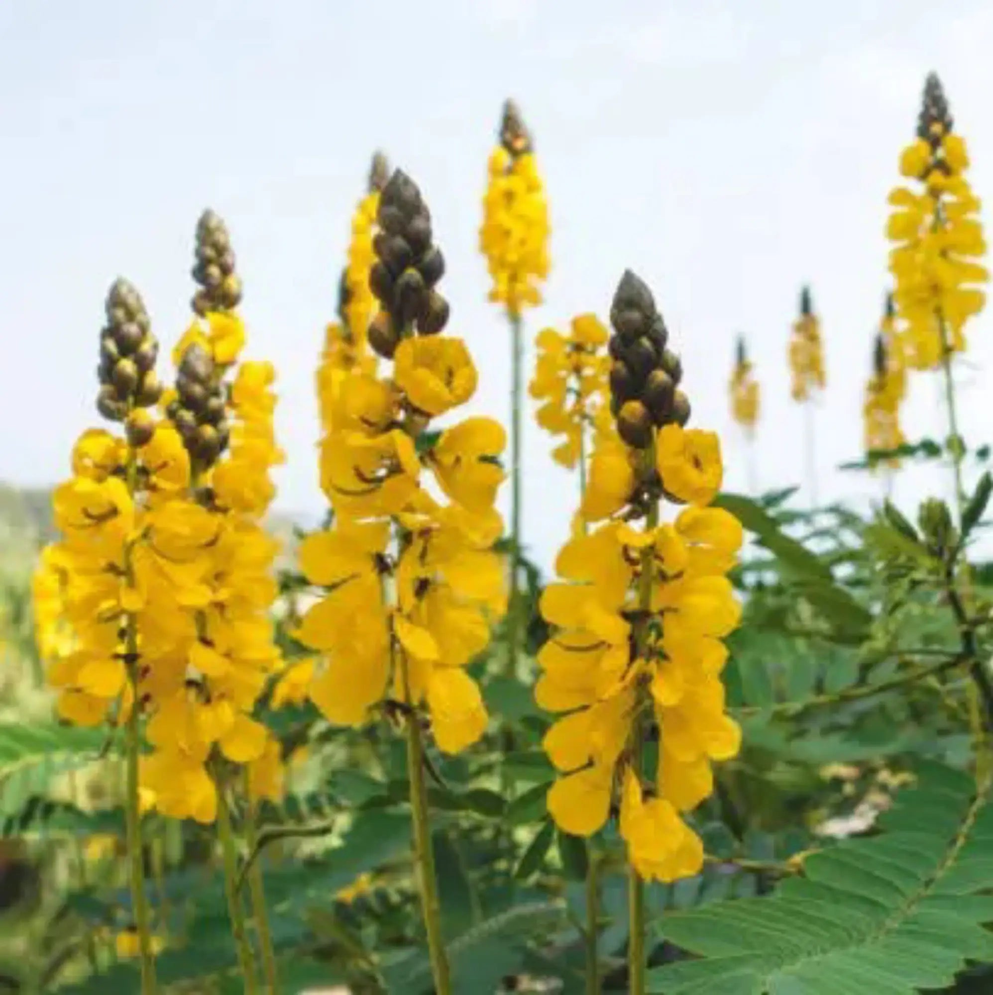 What Are The Cat's Claw Benefits And Side Effects
