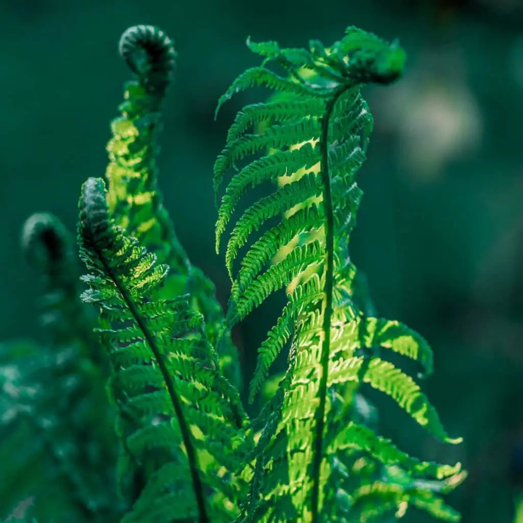 Chanca Piedra: Health Benefits, Uses & Side Effects
