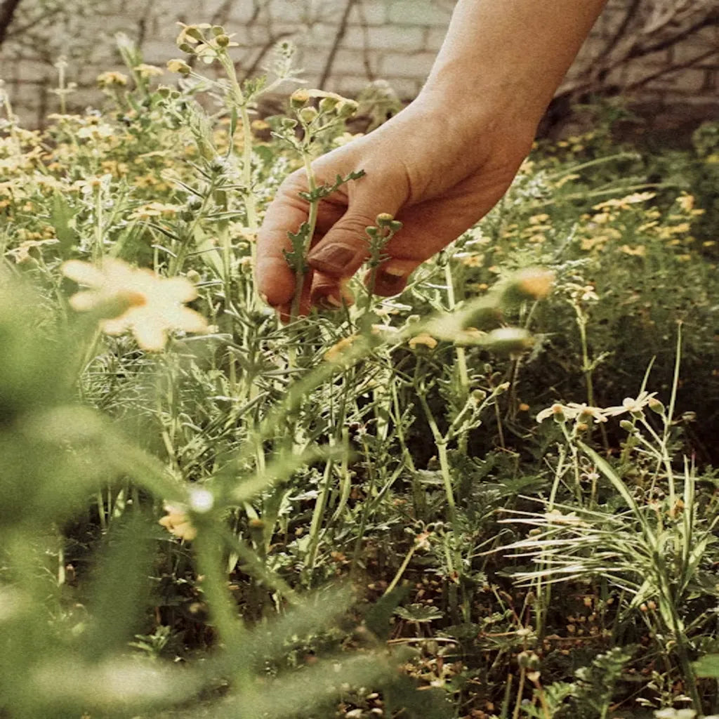 Top 10 Herbs Commonly Used for Wellness and Balanced Living