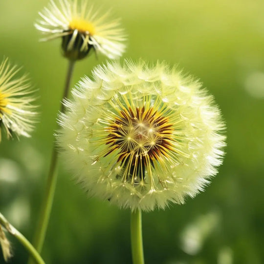 Dandelion: The Powerful Herb You Didn't Know You Needed