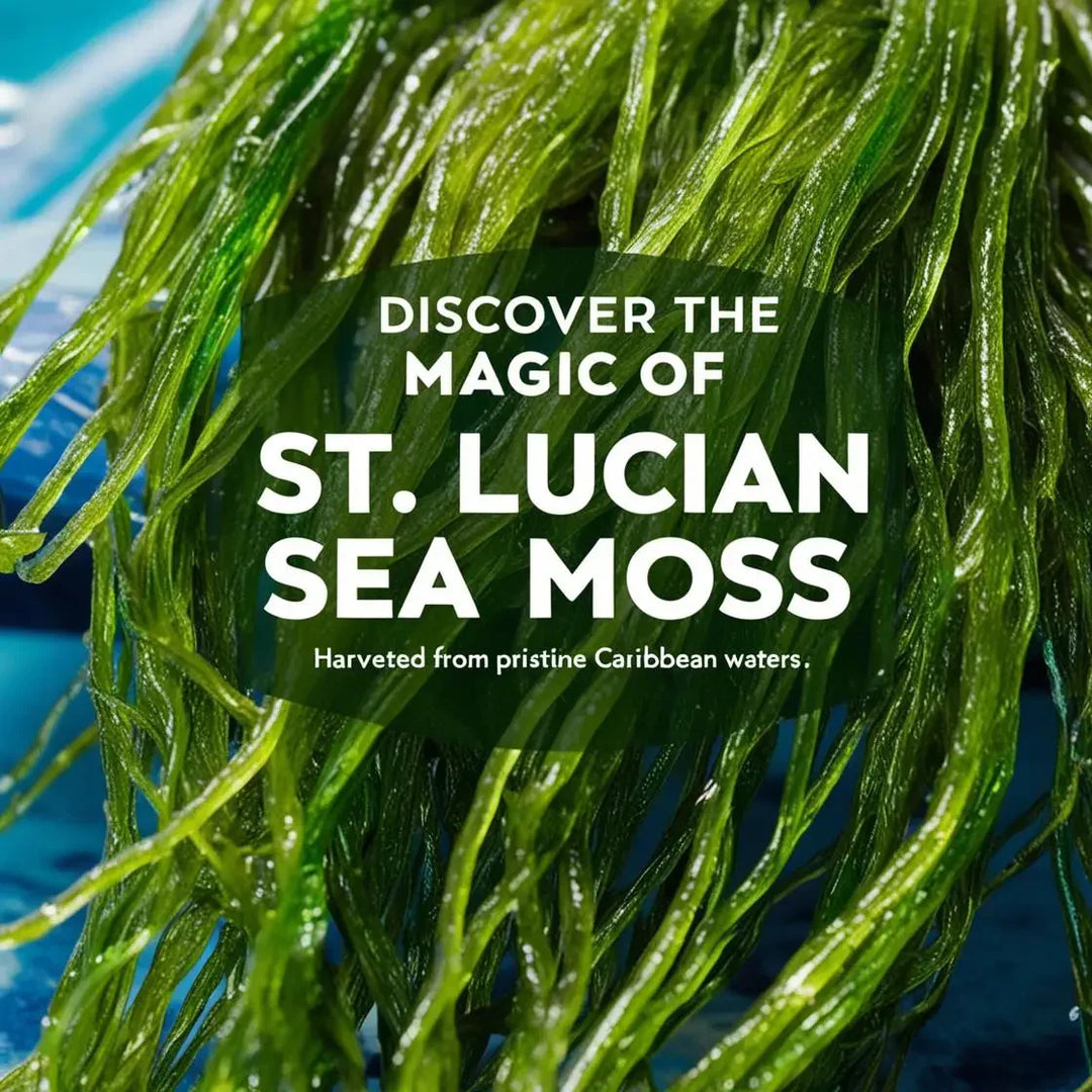 Discover the Magic of St. Lucia Sea Moss: A Superfood from Pristine Waters