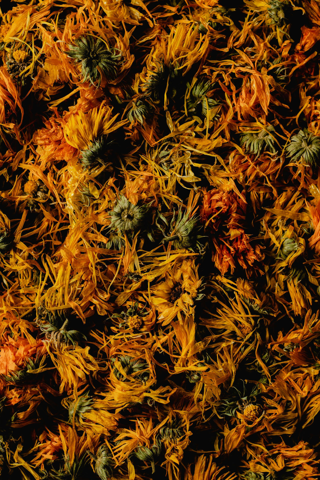 Embracing Nature's Bounty: Calendula and Horsetail for Radiant Health and Beauty