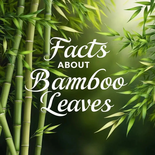 Facts About Bamboo Leaves | Herbal Goodness