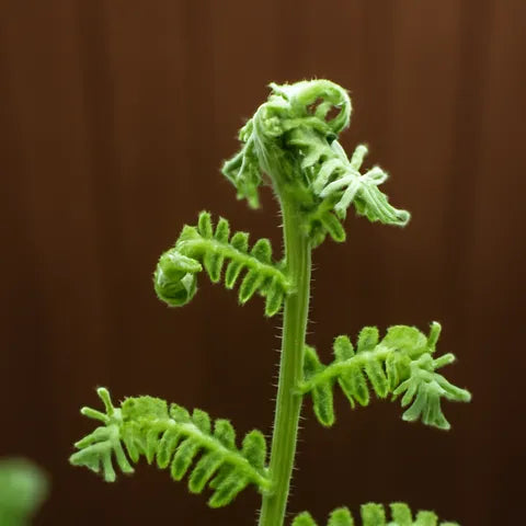 Stone Breaker Chanca Piedra: A Natural Herb for Kidney Health and Wellness