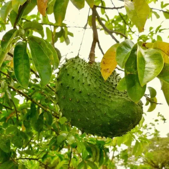Graviola (Soursop) Guanabana Leaf Super Herb