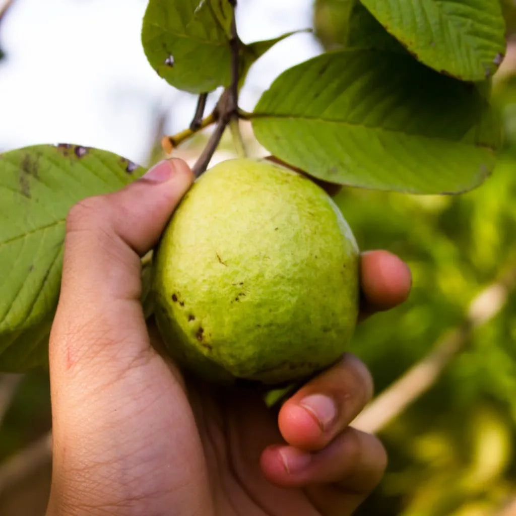 Guava Leaf Extract Benefits: Natural Support