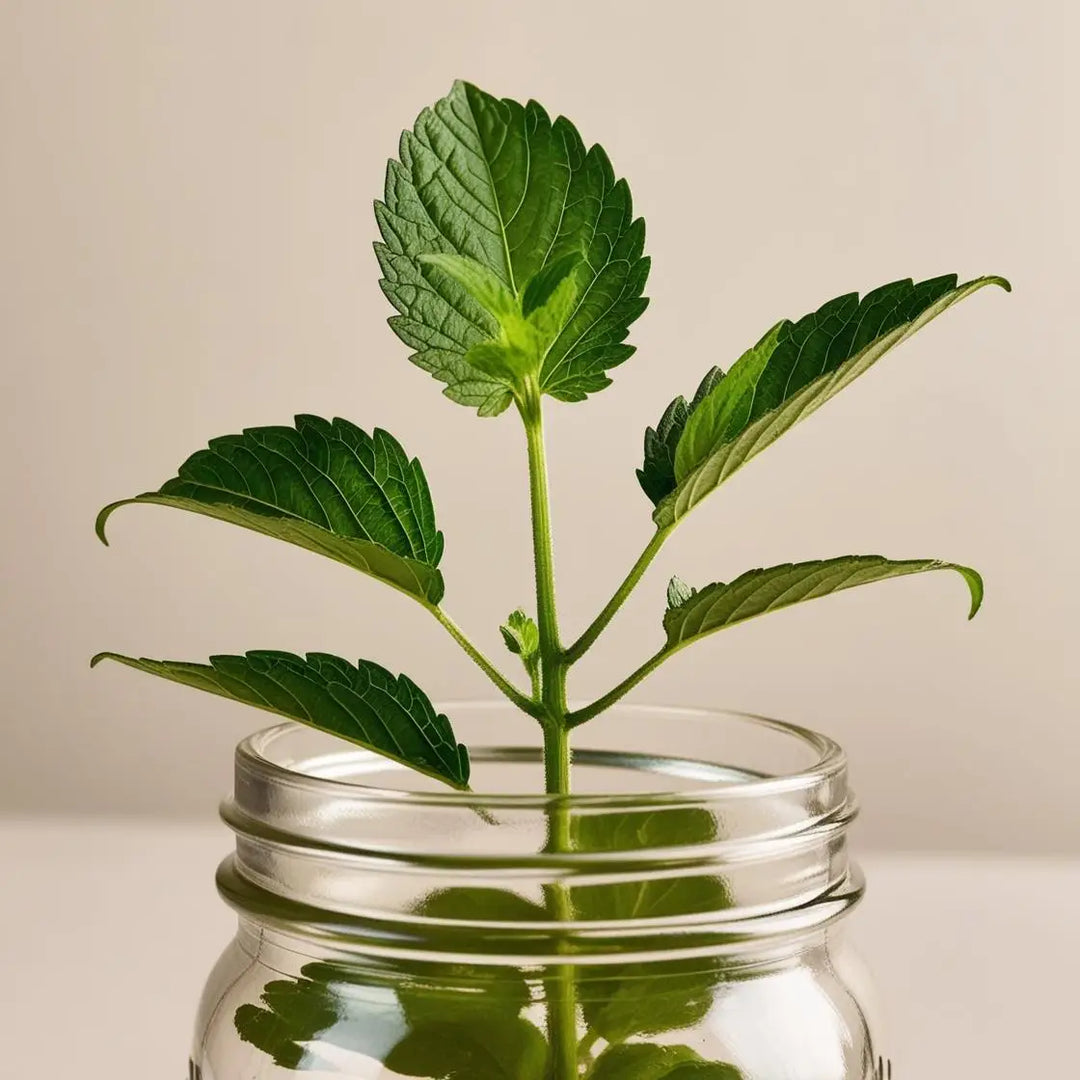 How Gymnema Leaf Can Regulate Blood Sugar and Reduce Cravings | Herbal Goodness