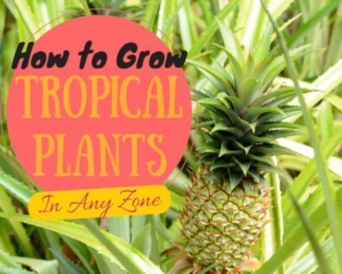 How to Grow Tropical Plants in Any Zone