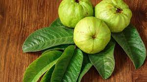 How to Use Guava Leaf to Enjoy its Maximum Health Benefits? | Herbal Goodness