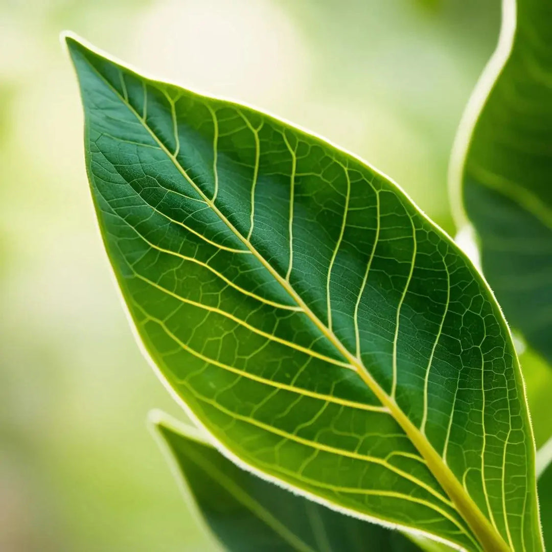 Moringa: Nature’s Detox Powerhouse