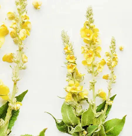 Mullein Leaf and Its Health Benefits and Uses: The Ultimate Herbal Guide