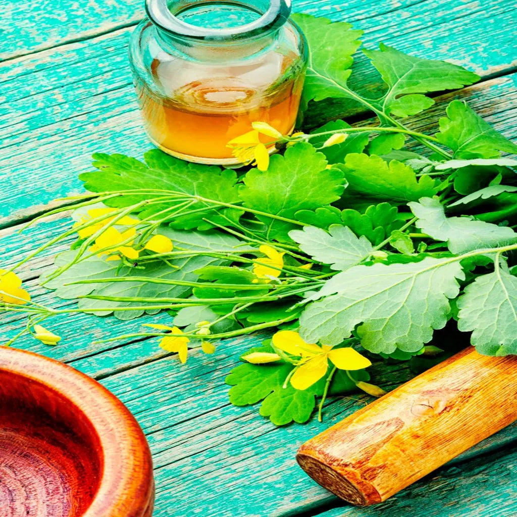 Top Mullein Leaf Benefits and How to Choose the Best Mullein Leaf Extract Near You
