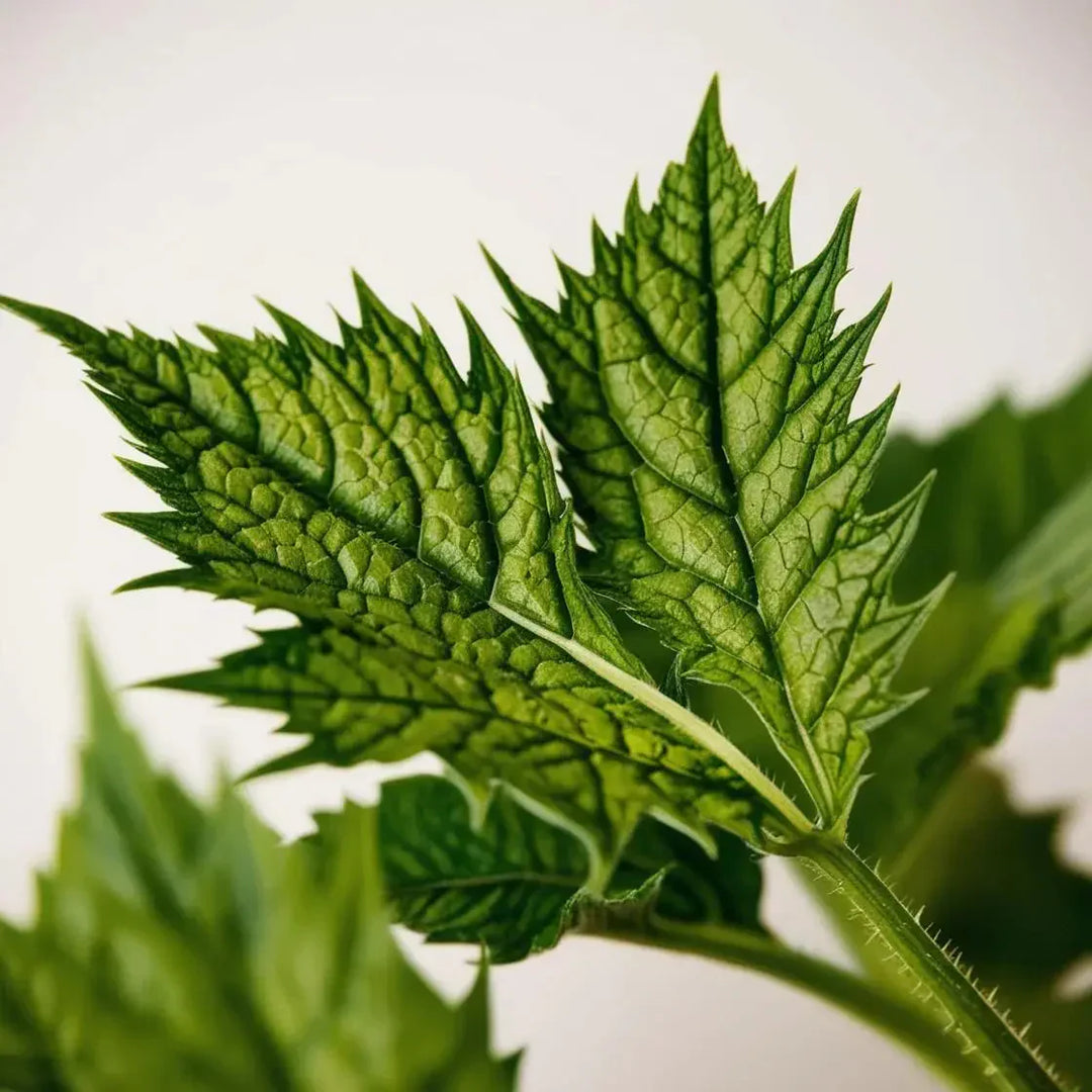 Nettle Leaf: The Incredible Benefits and Uses of This Nutrient-Rich Herb