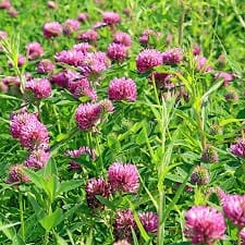 Red Clover Flowers Benefits