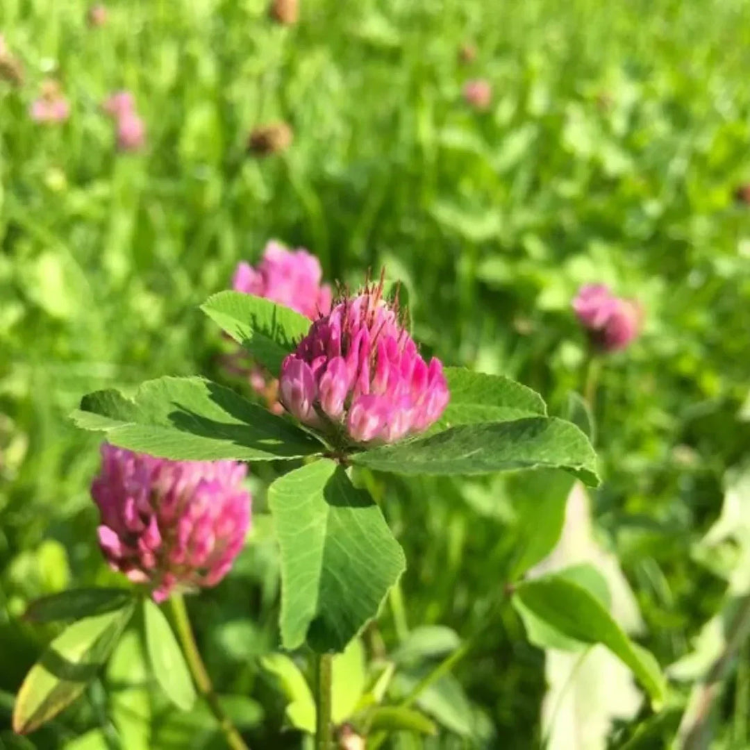 Red Clover Flowers Benefits