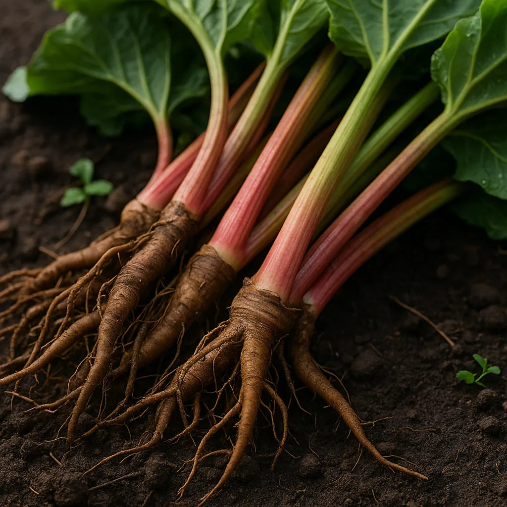 Rhubarb Roots Benefits and Side Effects: