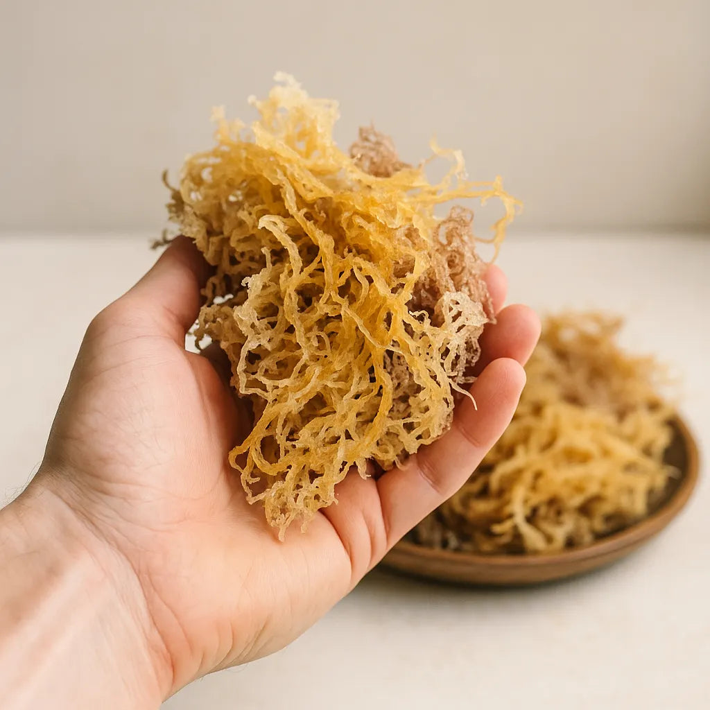 Sea Moss Raw Dried: Benefits, Uses, and Where to Buy