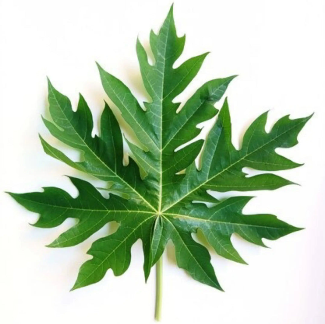 Top Uses of Organic Papaya Leaf Extract | Herbal Goodness
