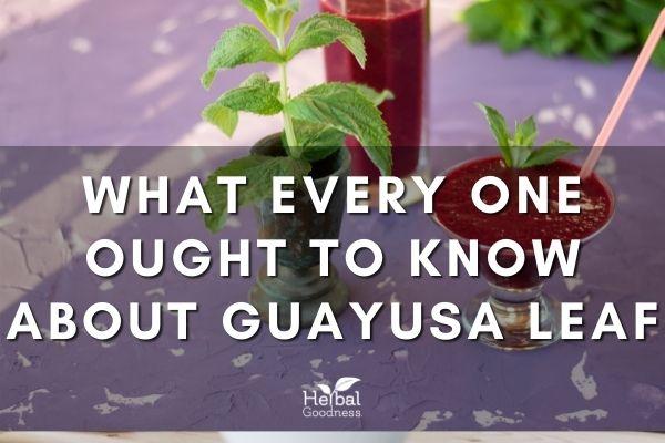 What Everyone Ought To Know About Guayusa Leaf | Herbal Goodness