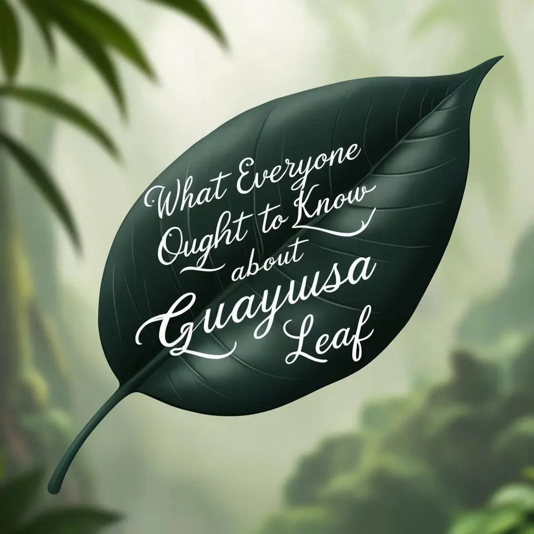 What Everyone Ought To Know About Guayusa Leaf | Herbal Goodness