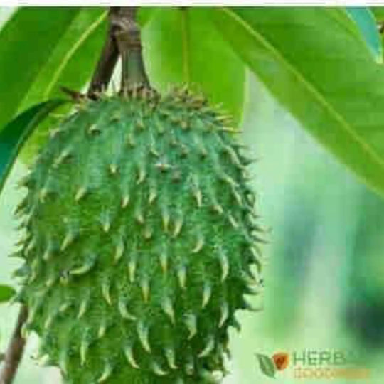 What to Know about Graviola Leaf Extract | Herbal Goodness