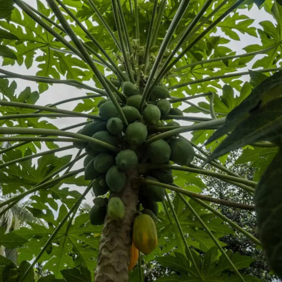 What’s the Deal with Papaya Leaves?  | Herbal Goodness