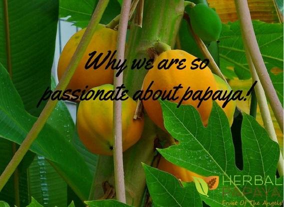 Why We Are So Passionate About Papaya | Herbal Goodness