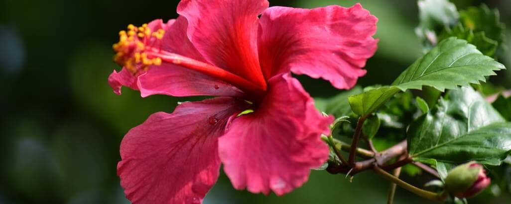 Hibiscus Super Flower
