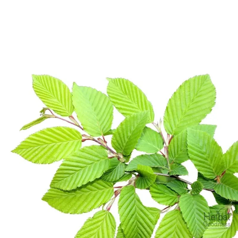 Bulk Herbs & Roots - 4oz Organic bulk teas for digestion, energy, detox - Herbal Goodness Bulk Herb Herbal Goodness Slippery Elm 