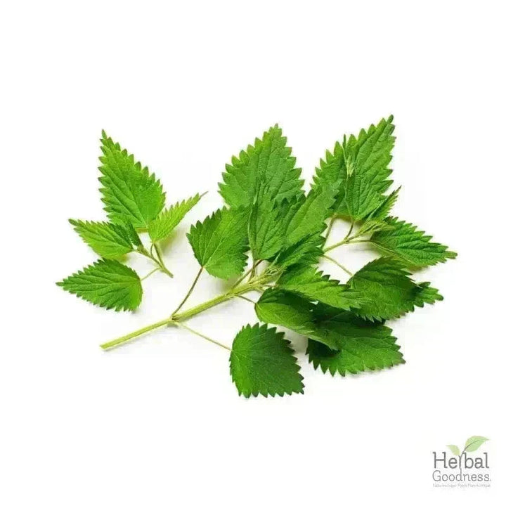 Bulk Herbs & Roots - Organic 4oz Bags - Herbal Tea Bulk Herb Herbal Goodness Nettle Leaf 