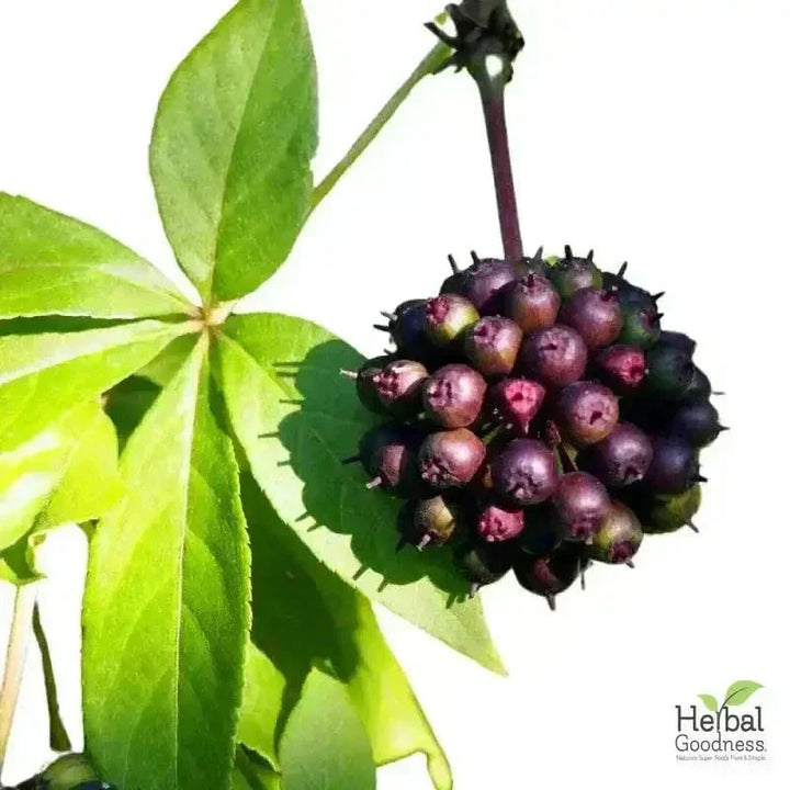 Bulk Herbs & Roots Online for Tea, Tinctures & DIY Wellness - Organic 4oz Bags Bulk Herb Herbal Goodness 