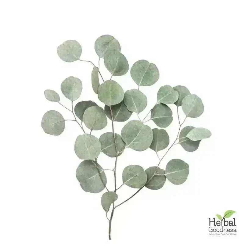 Bulk Herbs & Roots Online for Tea, Tinctures & DIY Wellness - Organic 4oz Bags Bulk Herb Herbal Goodness 