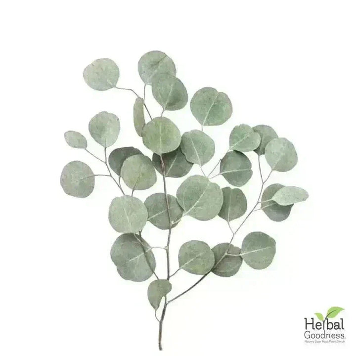 Bulk Herbs & Roots Online for Tea, Tinctures & DIY Wellness - Organic 4oz Bags Bulk Herb Herbal Goodness 