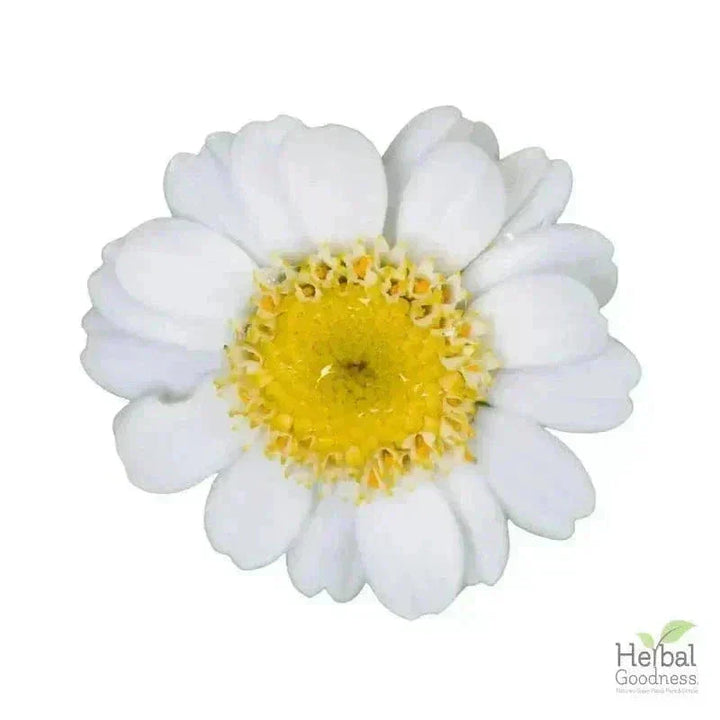 Bulk Herbs & Roots - Organic 4oz Bags - Herbal Tea Bulk Herb Herbal Goodness Feverfew Leaf 