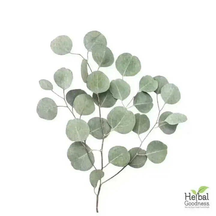 Bulk Herbs & Roots Online for Tea, Tinctures & DIY Wellness - Organic 4oz Bags Bulk Herb Herbal Goodness Eucalyptus Leaf 