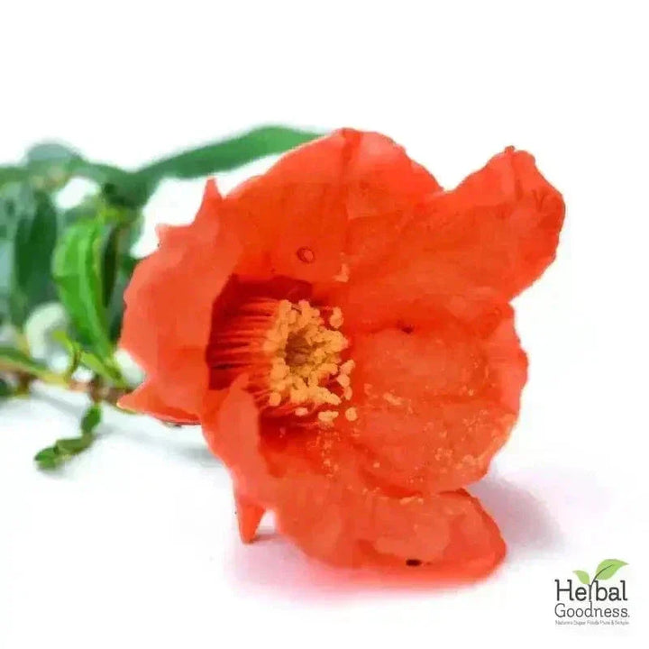 Bulk Herbs & Roots Online for Tea, Tinctures & DIY Wellness - Organic 4oz Bags Bulk Herb Herbal Goodness 