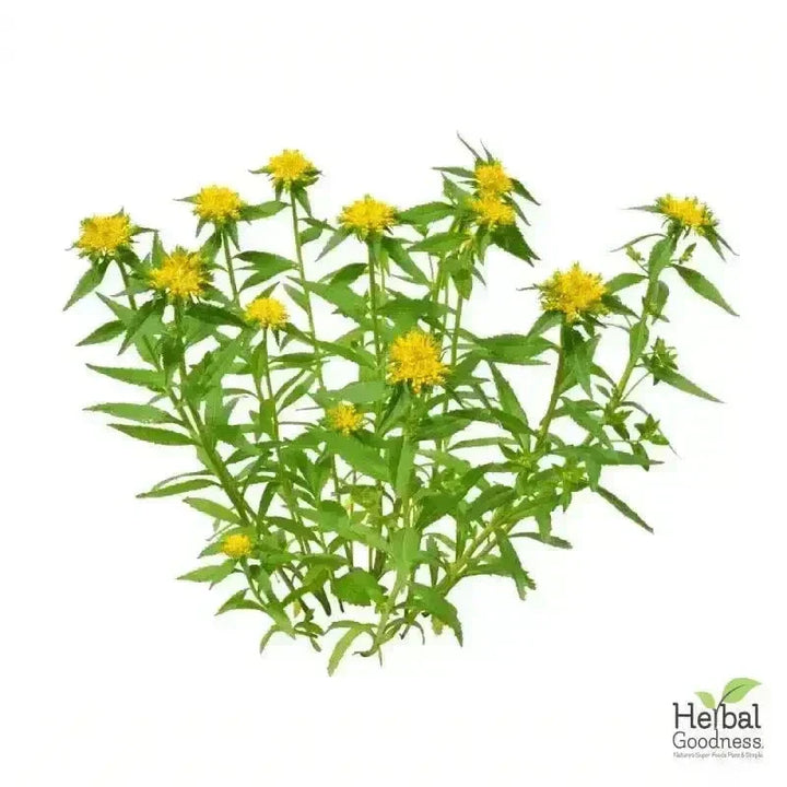 Bulk Herbs & Roots Online for Tea, Tinctures & DIY Wellness - Organic 4oz Bags Bulk Herb Herbal Goodness 