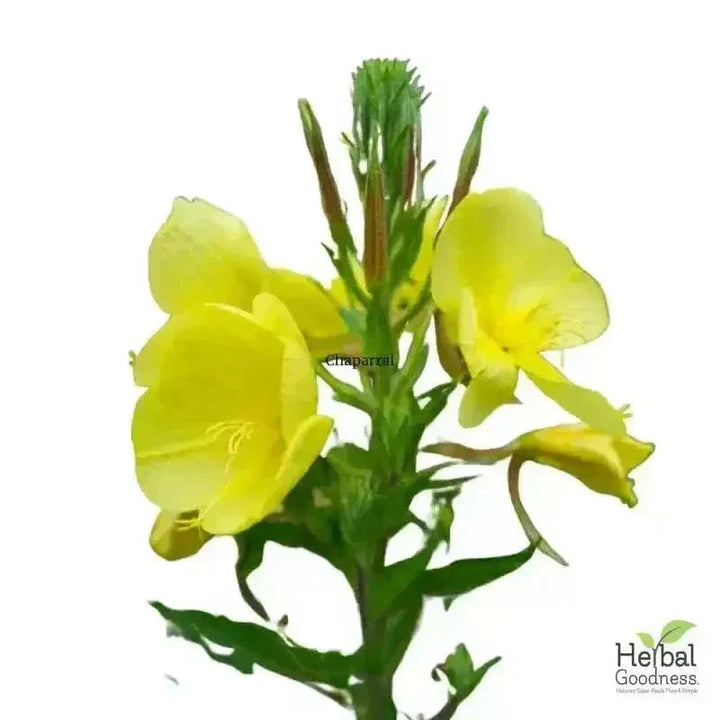 Bulk Herbs & Roots Online for Tea, Tinctures & DIY Wellness - Organic 4oz Bags Bulk Herb Herbal Goodness Chaparral 