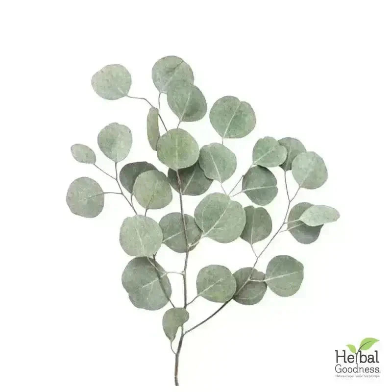 Bulk Herbs & Roots Online for Tea, Tinctures & DIY Wellness - Organic 4oz Bags Bulk Herb Herbal Goodness 