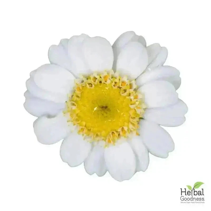 Bulk Herbs & Roots Online for Tea, Tinctures & DIY Wellness - Organic 4oz Bags Bulk Herb Herbal Goodness Feverfew Leaf 