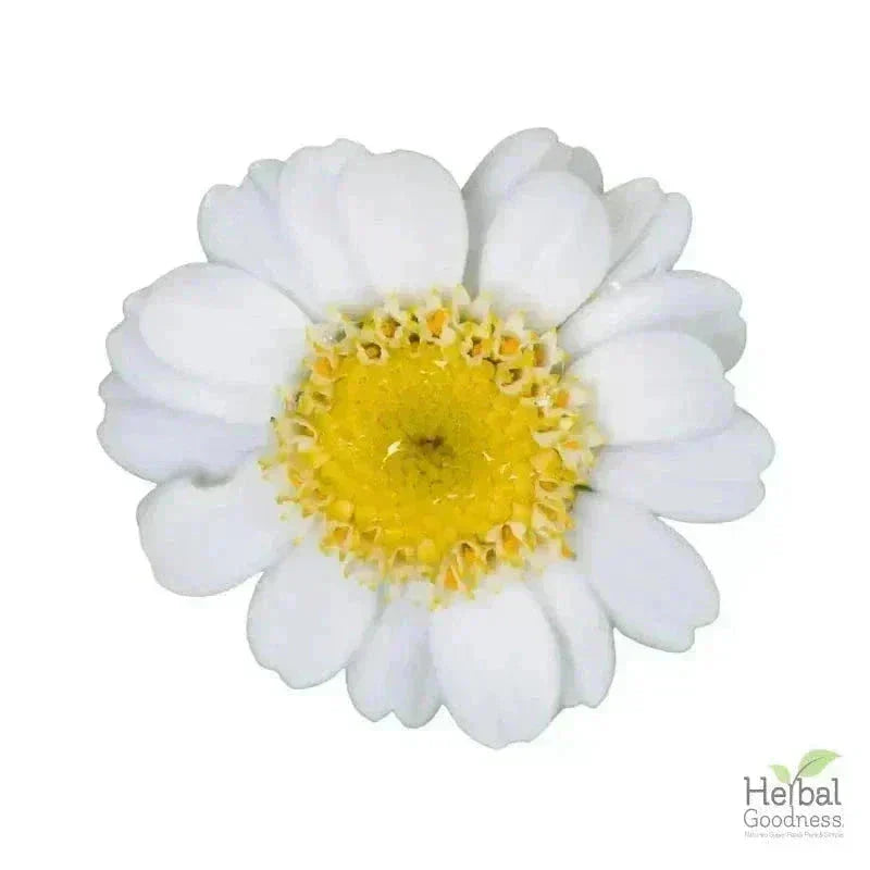 Bulk Herbs & Roots - Organic 4oz Bags - Herbal Tea Bulk Herb Herbal Goodness Feverfew Leaf 