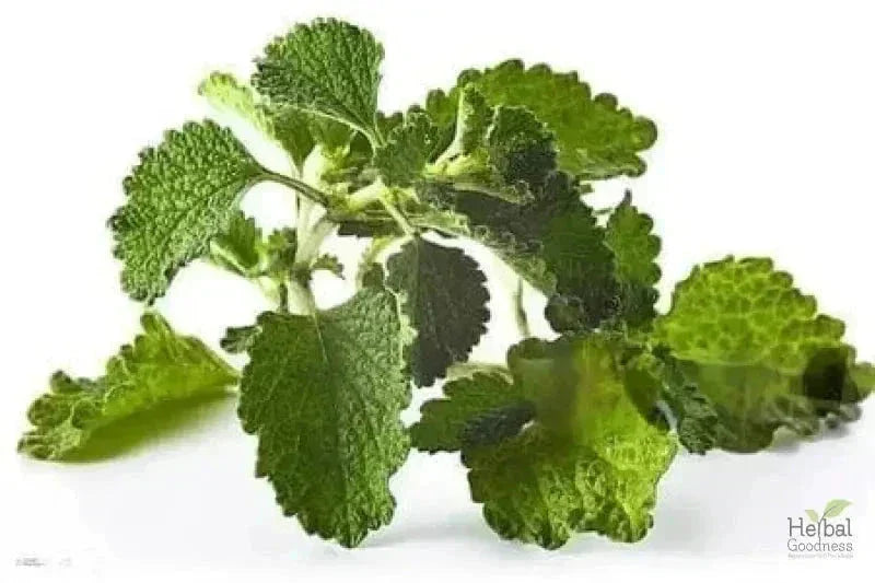 Bulk Herbs & Roots - Organic 4oz Bags - Herbal Tea Bulk Herb Herbal Goodness Horehound Leaf 