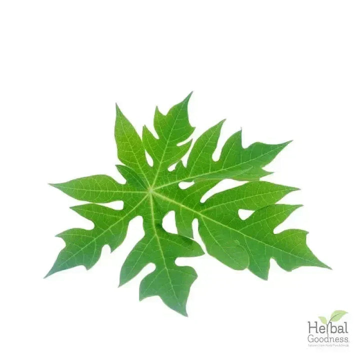 Bulk Herbs & Roots - Organic 4oz Bags - Herbal Tea Bulk Herb Herbal Goodness Papaya Leaf 