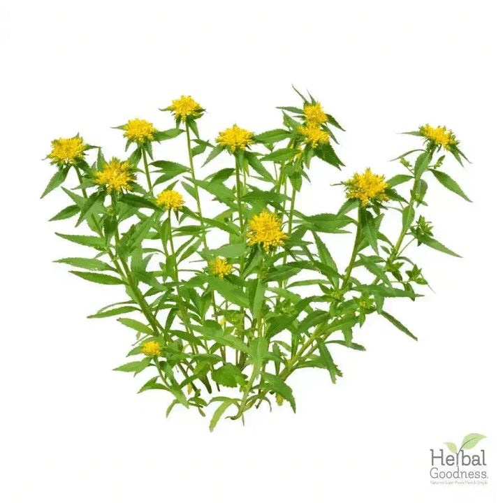 Bulk Herbs & Roots - 4oz Organic bulk teas for digestion, energy, detox Bulk Herb Herbal Goodness Rhodiola Root 